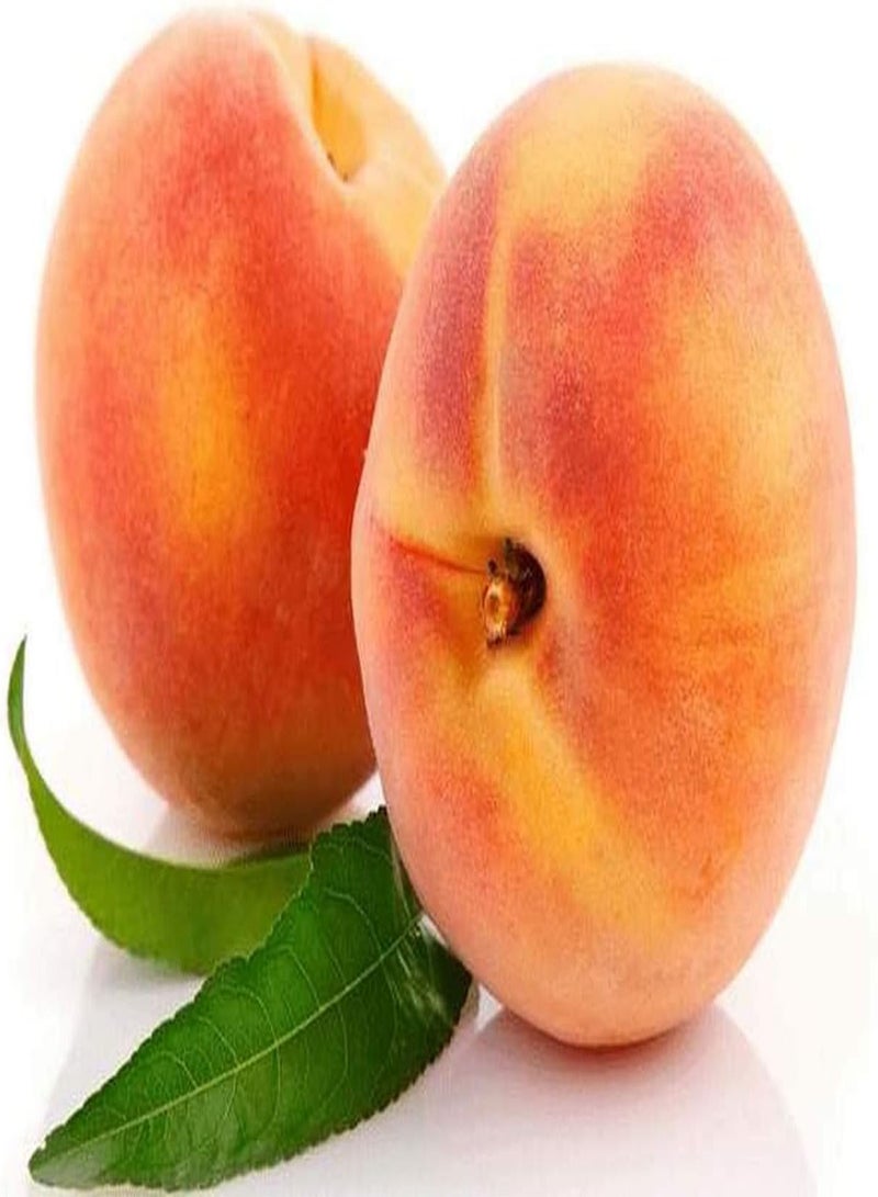 GGOOT 5pcs Graines de pêche Graines spéciales Non OGM Facile à Planter Large gamme d'utilisations Les Fruits naturels doivent avoir à la Maison Bon choix Pour la Plantation - Image 1