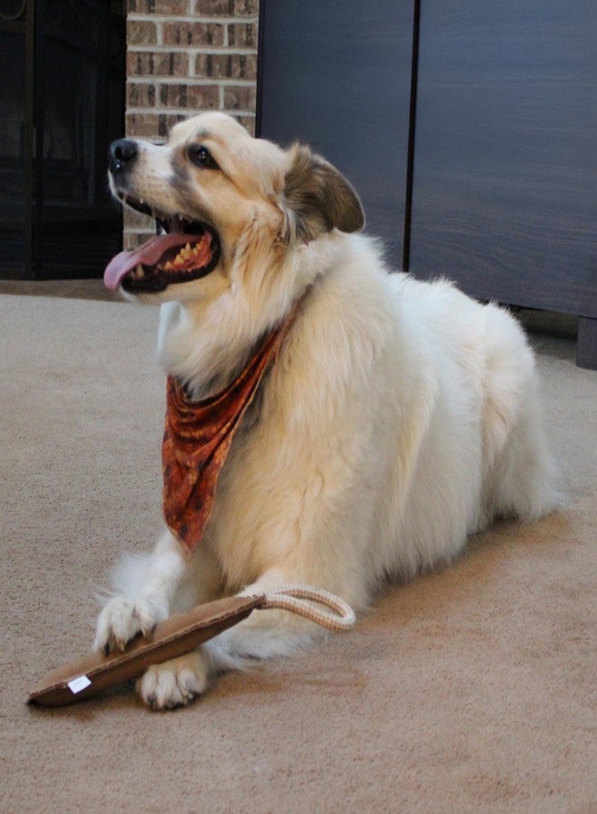 سبوت لعبة SPOT Dura-Fused Leather Retriever للكلاب - جلد طبيعي وقماش الجوت، خياطة مزدوجة ومتينة، لعبة شد تفاعلية تصدر صوت صرير مع مقبض حبل للكلاب التي تمضغ بشكل معتدل، لعبة جلب محشوة ناعمة، 15 بوصة - Image 4