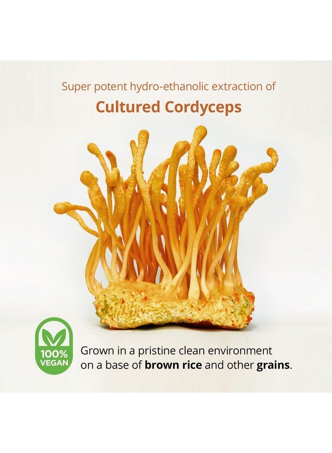Dragon Herbs - Cultured Cordyceps Drops - 2 fl oz - Image 4