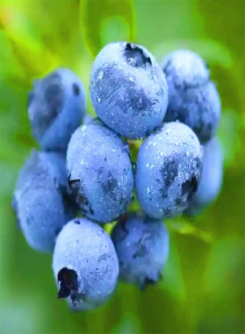 جي جوت بذور التوت الأزرق النادرة للنمو، نباتات الفاكهة، بذور عضوية، مجموعة زراعة الأعشاب، زراعة الخضروات للمبتدئين - 300 قطعة - Image 1