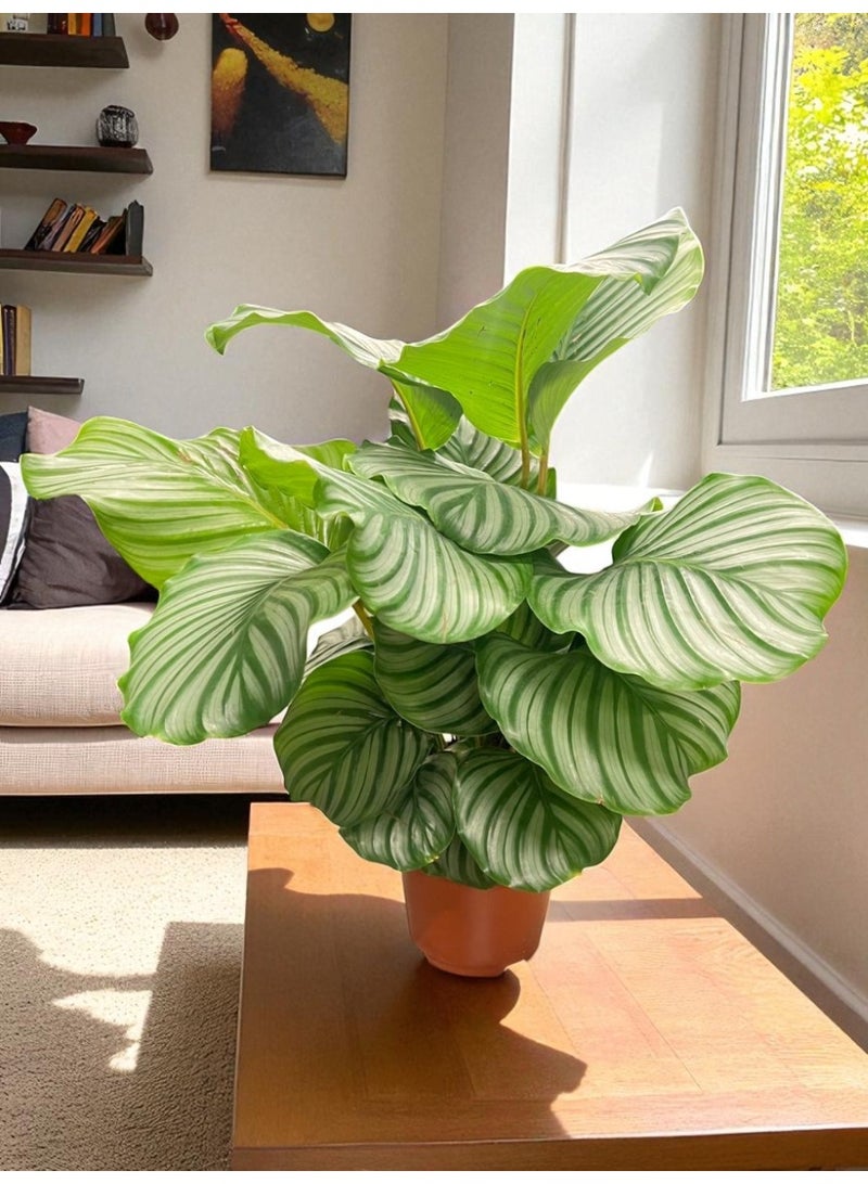 Calathea Orbifolia  Live Indoor Plant with Large Decorative Green Leaves, Easy Care Tropical Houseplant for Home & Office Décor, Air Purifying Plant in Premium Pot