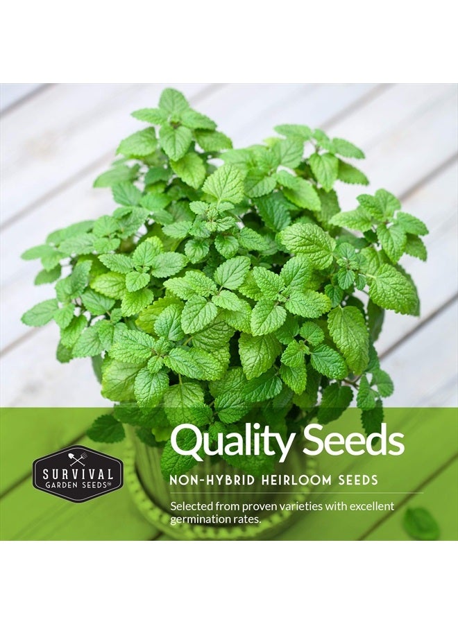 SURVIVAL GARDEN SEEDS Survival Garden Seeds Herb Collection Seed Vault - Parsley, Cilantro, Basil, Lemon Balm, Dill - Non-GMO Heirloom Survival Garden Seeds for Planting - Grow Herbs Indoors Year Round  - Image 4
