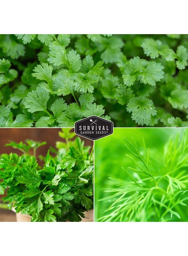 SURVIVAL GARDEN SEEDS Survival Garden Seeds Herb Collection Seed Vault - Parsley, Cilantro, Basil, Lemon Balm, Dill - Non-GMO Heirloom Survival Garden Seeds for Planting - Grow Herbs Indoors Year Round  - Image 5