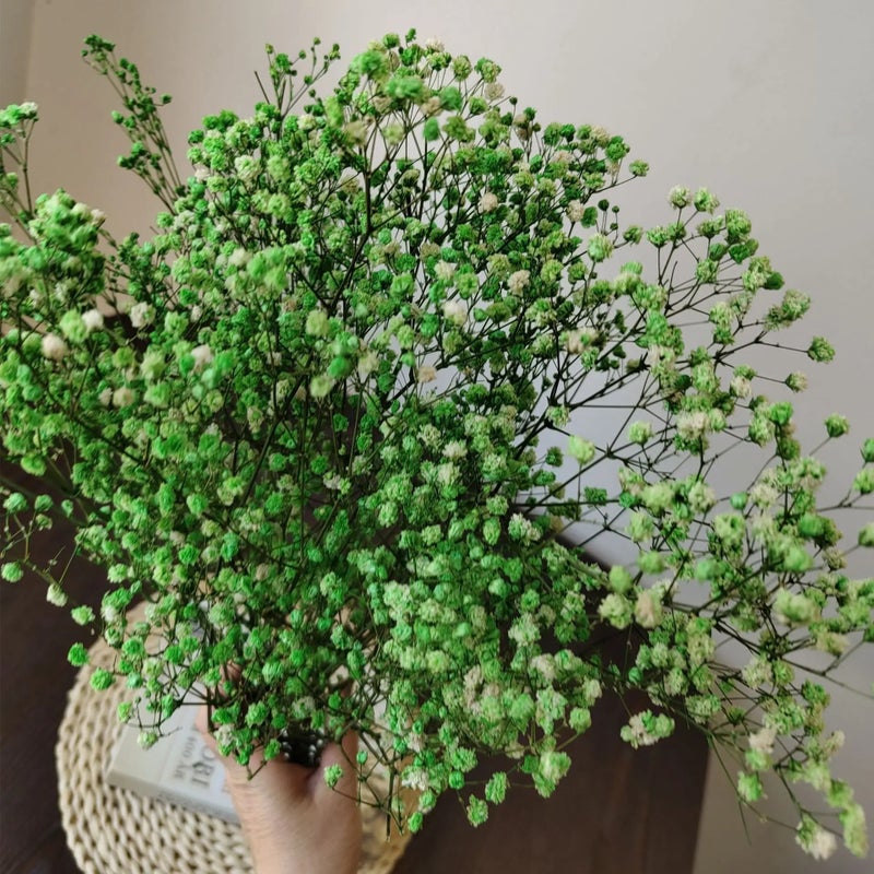 Bluejw Yopin-2226 Dried Gypsophila Flowers – Preserved Baby's Breath for Weddings, DIY Crafts & Home Decor | Natural Dried Plants, Long-Lasting Bouquet Filler - Image 1
