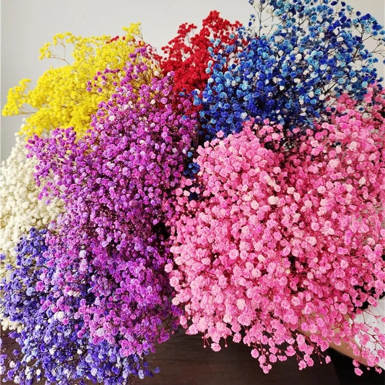 Bluejw Yopin-2226 Dried Gypsophila Flowers – Preserved Baby's Breath for Weddings, DIY Crafts & Home Decor | Natural Dried Plants, Long-Lasting Bouquet Filler - Image 2