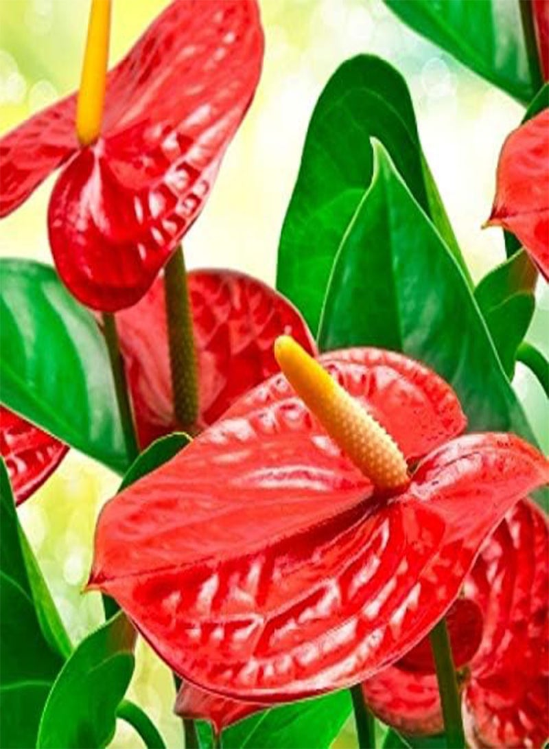 GGOOT seeds Fresh 100 pcs Anthurium Flower seeds for Planting red