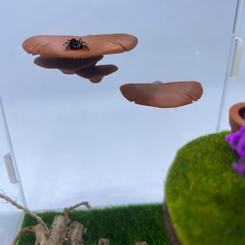 Daerky Jumping Spider Mushroom Shelf, Magnetically Concealed Jumping Spider Habitat,Serves As Enclosure Decorate Accessories for Spider Climbing Feeding and Platforms (Brown) - Image 5