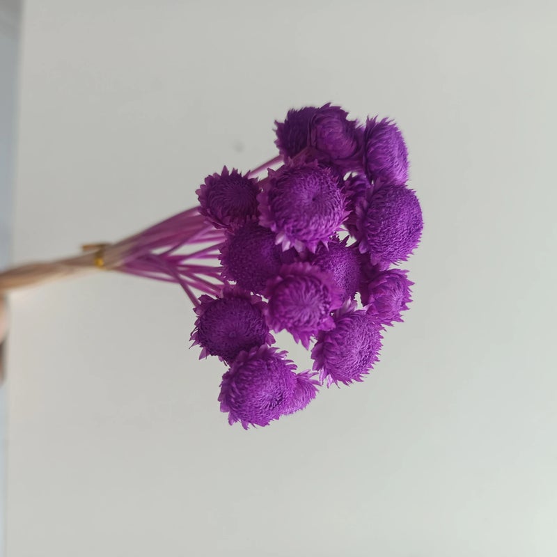 Bluejw Real Dried Diamond Flowers Tiny Mini Flowers for DIY Crafts - Natural Florist Supplies & Dried Plants Arrangement Accessories - Image 1