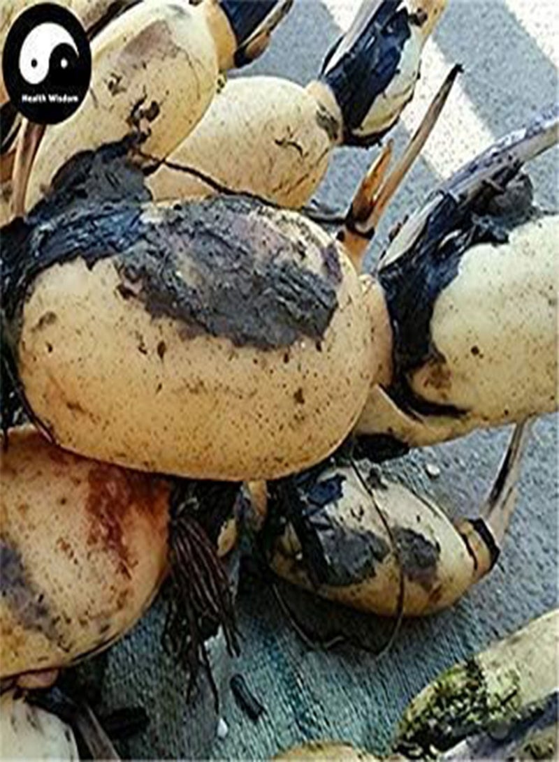 GGOOT Buy Root Lotus 25Pcs Water Plant Nelumbo Nucifera Vegetables Lotus  - Image 1