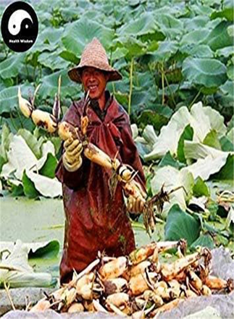 GGOOT Buy Root Lotus 25Pcs Water Plant Nelumbo Nucifera Vegetables Lotus  - Image 2