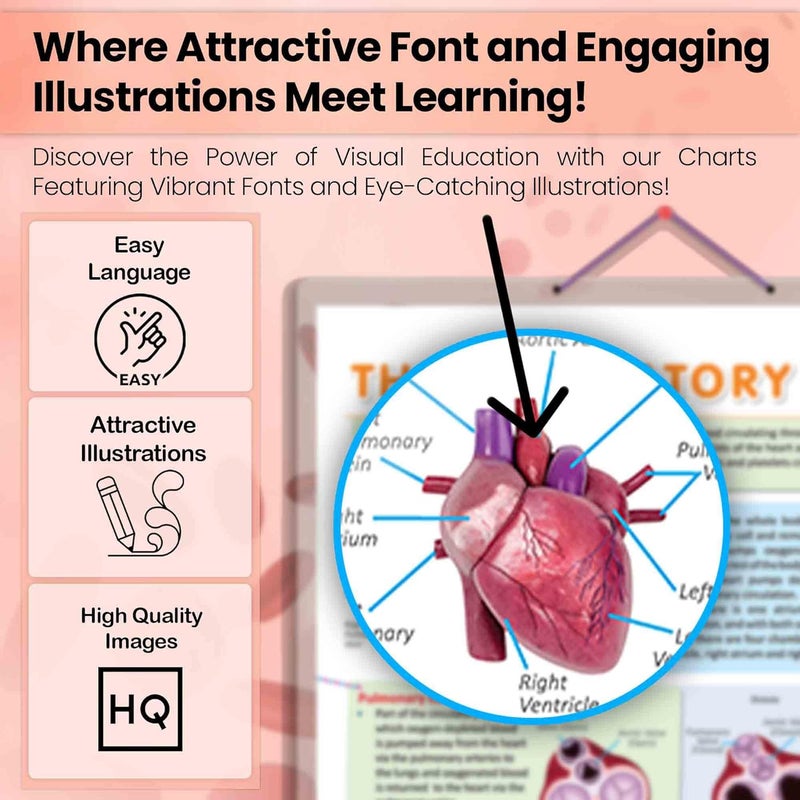 GoWoo THE HEART & CIRCULATORY SYSTEM Combo Chart | 2x 20x30 inches Educational Poster for Classroom - Image 5