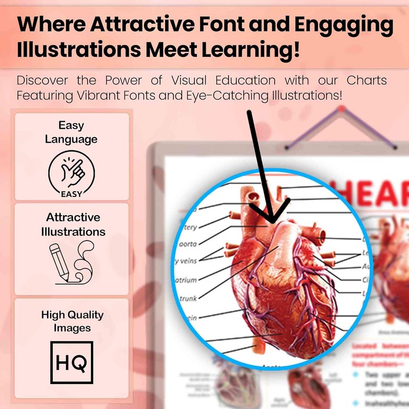 GoWoo THE HEART & CIRCULATORY SYSTEM Combo Chart | 2x 20x30 inches Educational Poster for Classroom - Image 4