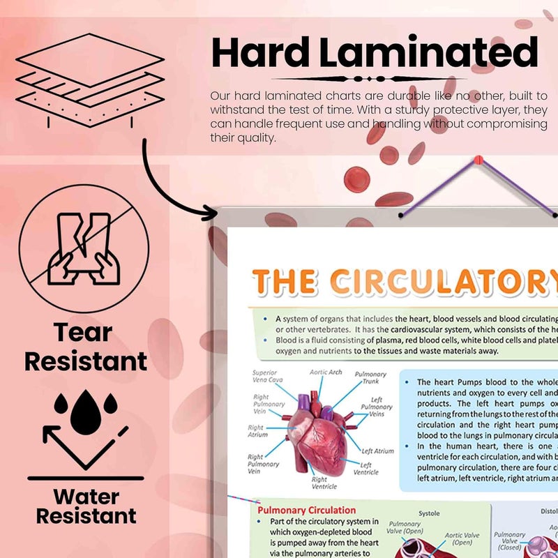 GoWoo THE HEART & CIRCULATORY SYSTEM Combo Chart | 2x 20x30 inches Educational Poster for Classroom - Image 3