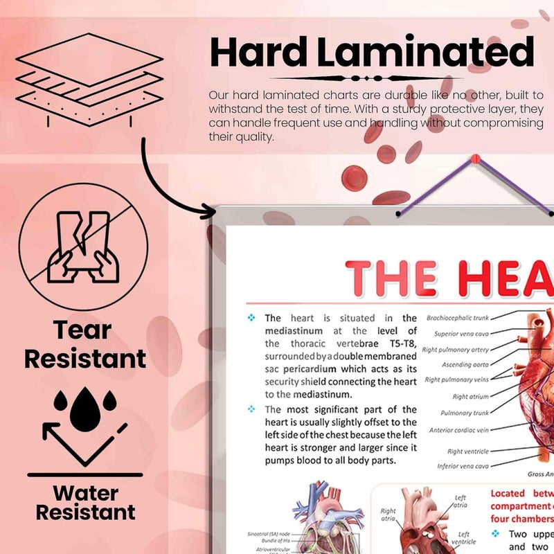 GoWoo THE HEART & CIRCULATORY SYSTEM Combo Chart | 2x 20x30 inches Educational Poster for Classroom - Image 2