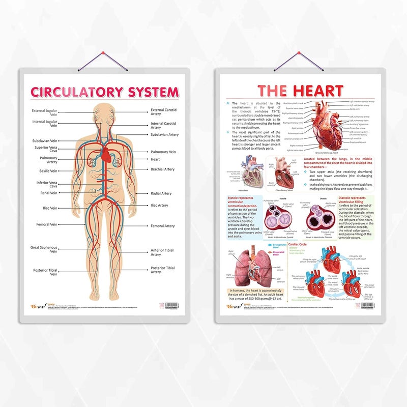 GoWoo THE HEART & CIRCULATORY SYSTEM Combo Chart | 2x 20x30 inches Educational Poster for Classroom - Image 1