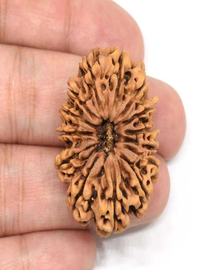 Certified Gems 14 Mukhi Rudraksha Original Certified Nepali 21mm Natural 14 Mukhi Nepal Rudraksha14 मुखी रुद्राक्ष शिव हनुमान बाबा का आशीर्वाद 14 Face Rudraksha Original Nepal Chaudha Mukhi Rudraksha Lord Hanuman Baba 14 Mukhi - Image 3