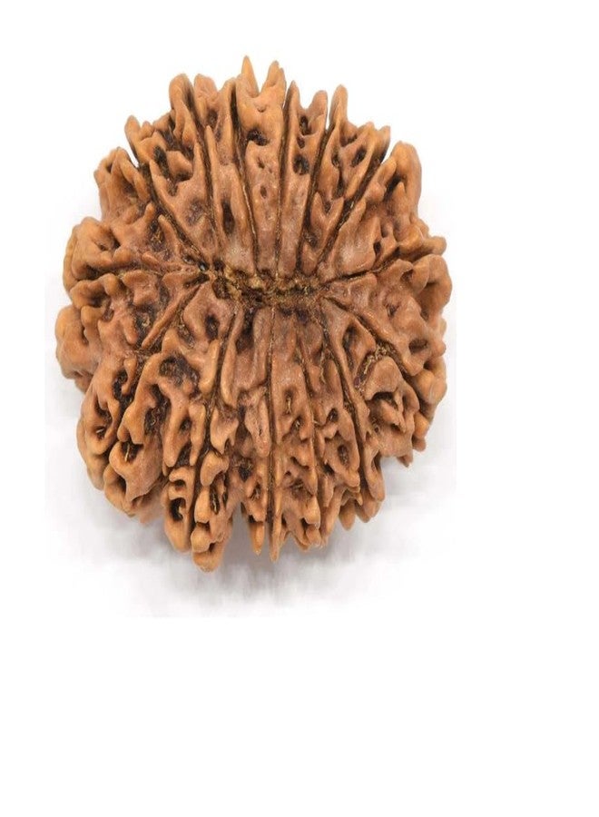 Certified Gems 14 Mukhi Rudraksha Original Certified Nepali 21mm Natural 14 Mukhi Nepal Rudraksha14 मुखी रुद्राक्ष शिव हनुमान बाबा का आशीर्वाद 14 Face Rudraksha Original Nepal Chaudha Mukhi Rudraksha Lord Hanuman Baba 14 Mukhi - Image 2