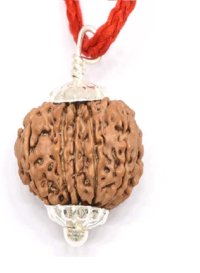 Certified Gems 14 Mukhi Rudraksha Original Certified Nepali 21mm Natural 14 Mukhi Nepal Rudraksha14 मुखी रुद्राक्ष शिव हनुमान बाबा का आशीर्वाद 14 Face Rudraksha Original Nepal Chaudha Mukhi Rudraksha Lord Hanuman Baba 14 Mukhi - Image 1