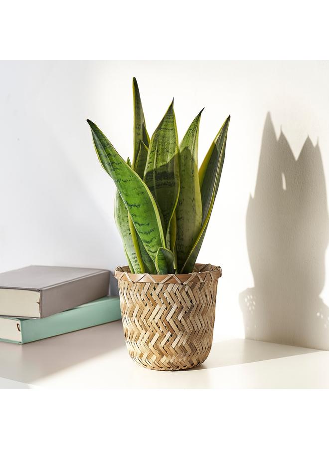 Green Tiger Plant pot, handmade bamboo, 12 cm - Image 5