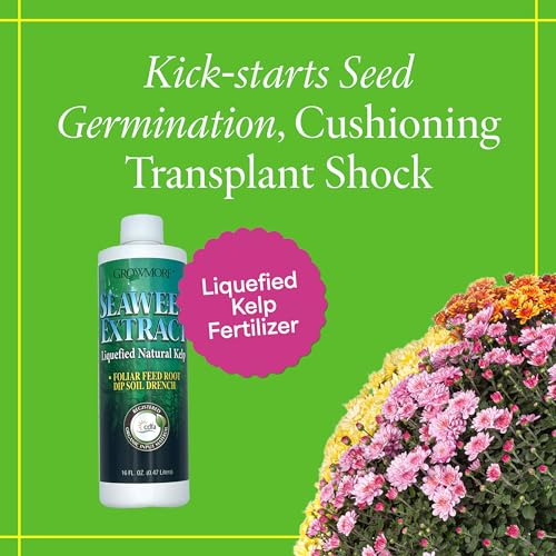 Grow More Liquified Seaweed Extract Fertilizer for Plants - 16oz of Liquefied Natural Liquid Kelp Fertilizer - 11% Organic Kelp Plant Food for Transplant Protection & Root Development - Image 2