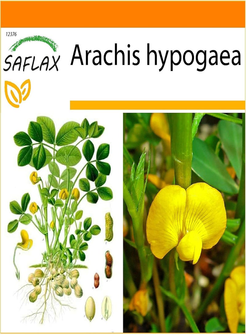 GGOOT Garden in The Bag - Peanut Plant - 8 Seeds - Arachis hypogaea - Image 1