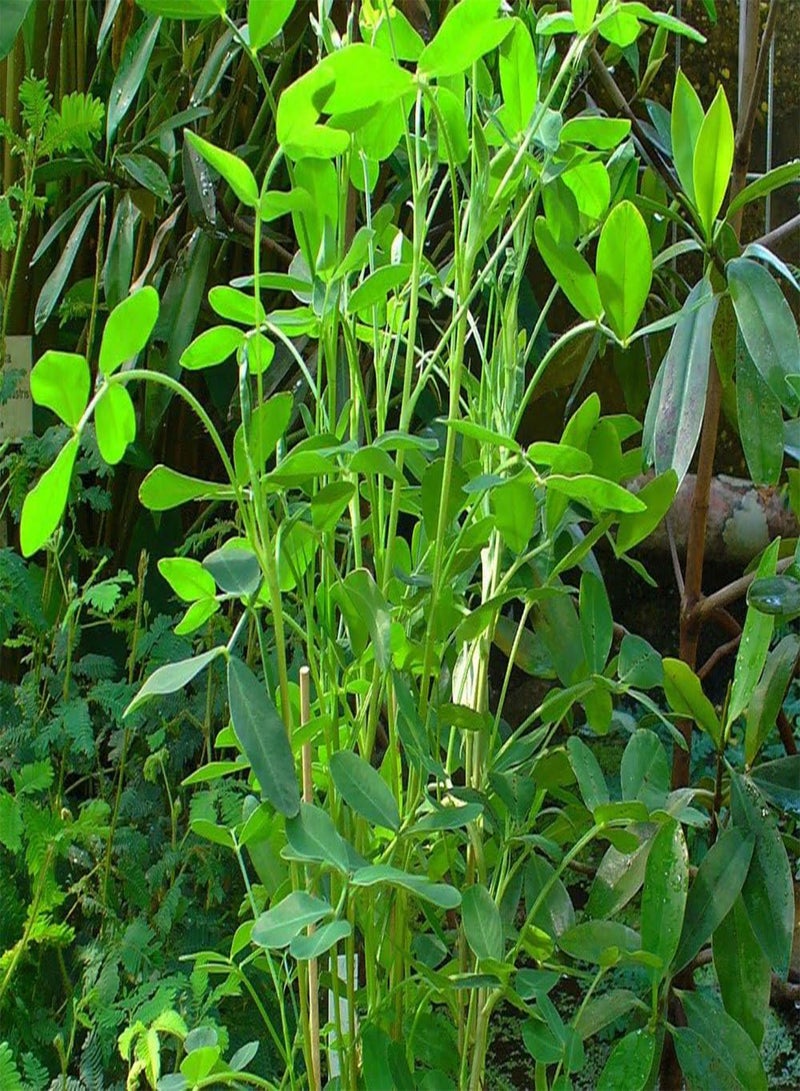 GGOOT Garden in The Bag - Peanut Plant - 8 Seeds - Arachis hypogaea - Image 5