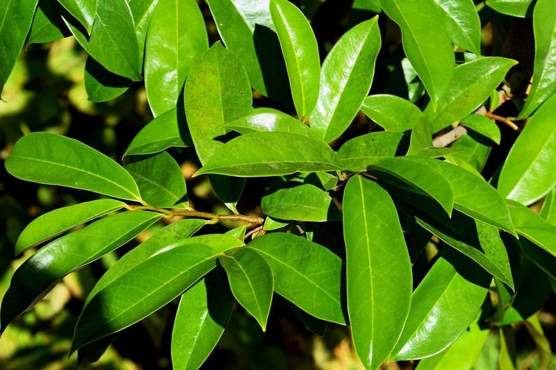 KAHIDJI Soursop Leaves Tea - 120g - Image 3