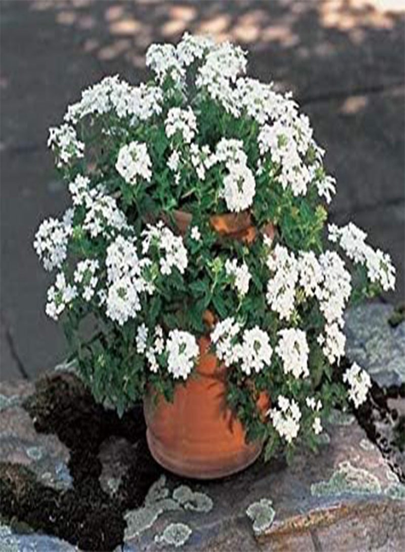 جي جوت بذور الزهور: سلة دموع إيزيس المعلقة، بذور بيضاء متوفرة عبر الإنترنت (16 عبوة) بذور نباتات الحديقة بواسطة