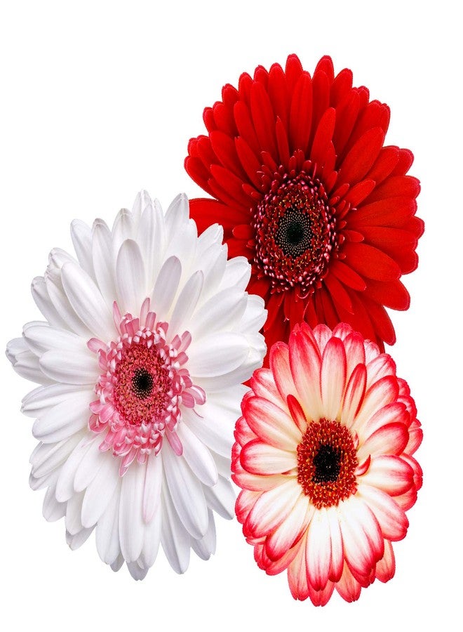 StikArt Removable Gerber Daisy Wall Decals Printed on Waterproof Canvas (19 Red & White Flowers) - Image 1