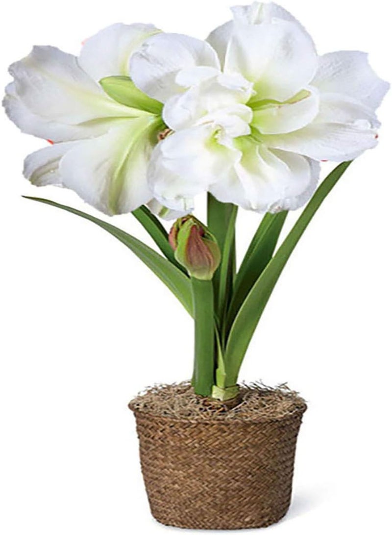 GGOOT 1 Bag Barbadoslily Seeds, Prolific Easy to Plant Easy Growing Garden Decor Flower Seeds for Home White Barbadoslily - Image 2