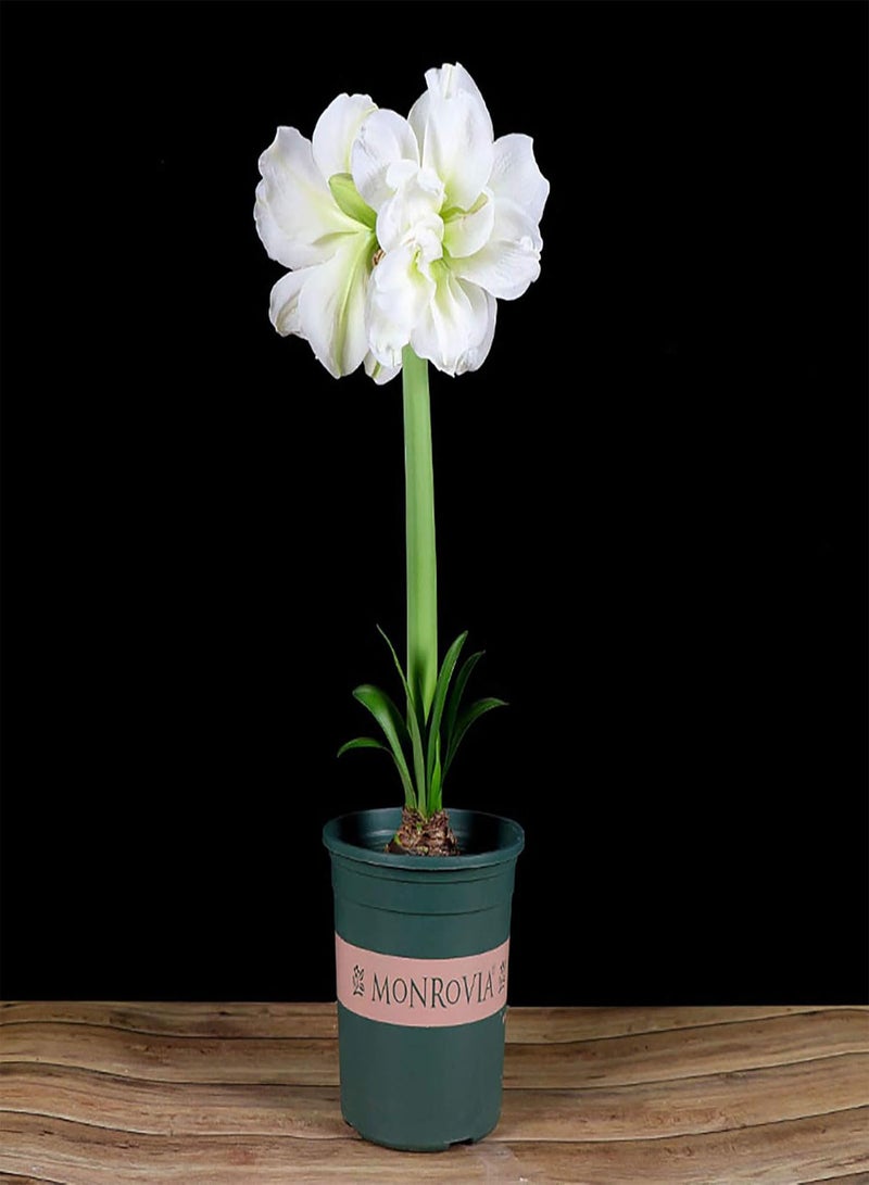 GGOOT 1 Bag Barbadoslily Seeds, Prolific Easy to Plant Easy Growing Garden Decor Flower Seeds for Home White Barbadoslily - Image 1