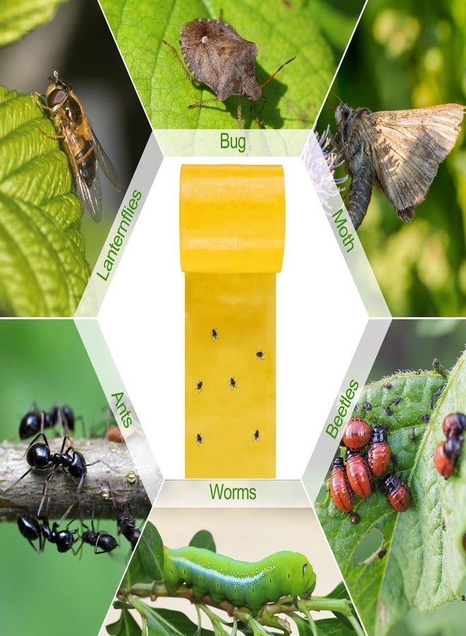 Kittmip 4 Rolls 260ft Lantern Fly Tree Tape Outdoor Adhesive Crawling Insect Trap Yellow Sticky Traps Sticky Barrier Protecting Trees Outdoor Indoor Fruit Tree Lawn Garden Control Aphids Ant Moth - Image 3