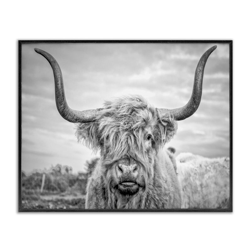 Stupell Industries Stupell Industries Black and White Highland Cow Photograph Framed Giclee Art Design By Joe Reynolds 1600 x 2000 