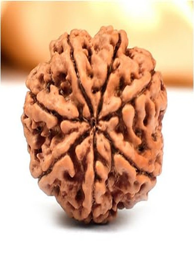 TRINETRA GEMS STONE Natural 7 Mukhi Rudraksha With Capping From Nepal Certified By IGL Lab Superb Sat Mukhi Rudraksha Brown Seven Face Rudraksha For Men And Women - Image 3