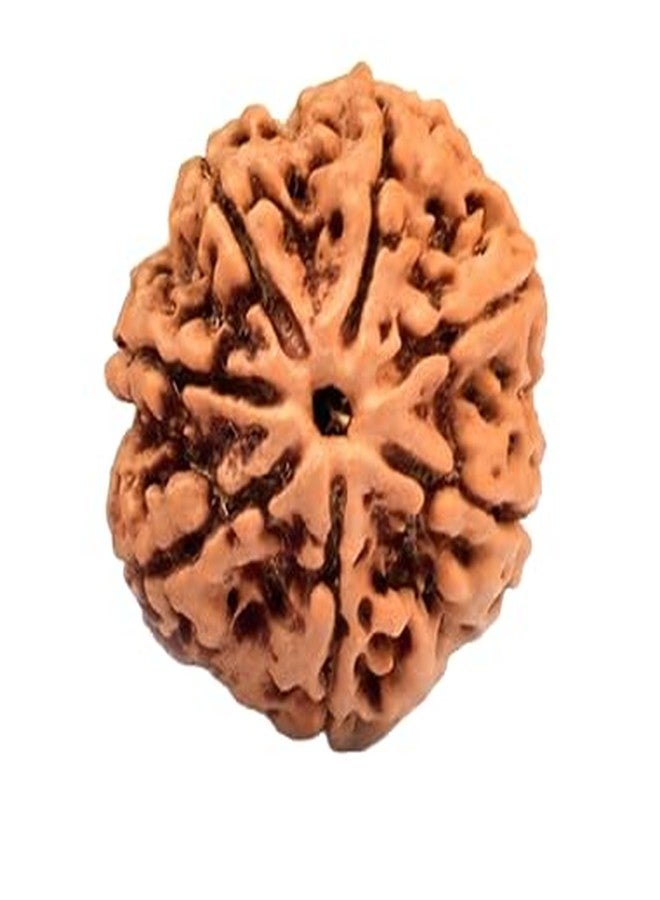 TRINETRA GEMS STONE Natural 7 Mukhi Rudraksha With Capping From Nepal Certified By IGL Lab Superb Sat Mukhi Rudraksha Brown Seven Face Rudraksha For Men And Women - Image 1