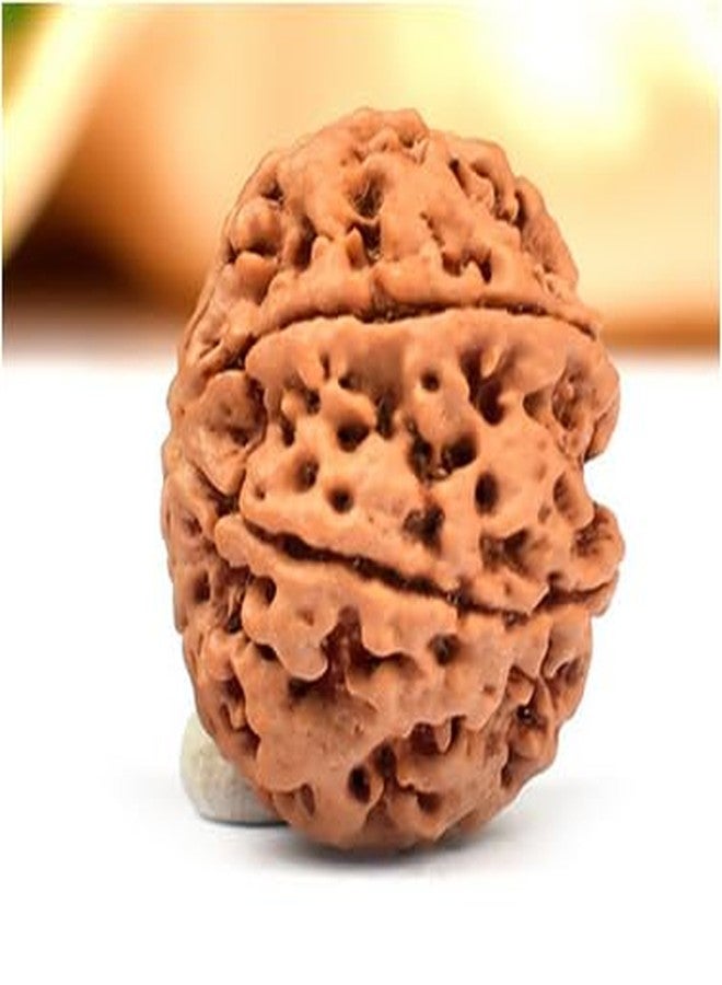 TRINETRA GEMS STONE Natural 7 Mukhi Rudraksha With Capping From Nepal Certified By IGL Lab Superb Sat Mukhi Rudraksha Brown Seven Face Rudraksha For Men And Women - Image 2