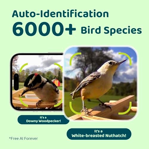 NETVUE by Birdfy Smart Bird Feeder with Camera Solar Powered, Permanent AI Identify 6000+ Bird Species & Motion Detection, Renewable Upgraded Bamboo Wood, Ideal Gift - Image 2