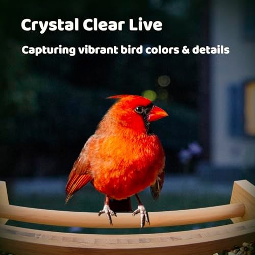 NETVUE by Birdfy Smart Bird Feeder with Camera Solar Powered, Permanent AI Identify 6000+ Bird Species & Motion Detection, Renewable Upgraded Bamboo Wood, Ideal Gift - Image 4