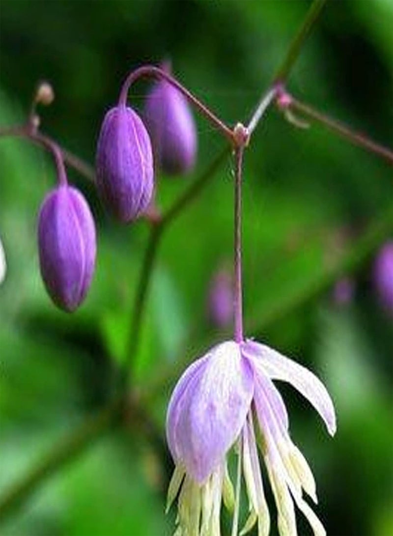 GGOOT 50Pcs Thalictrum Rochebrunianum Seeds Prolific Non-GMO Fresh Flower Seeds Perennial Ornamental Outdoor Garden Plants Seeds Seed - Image 4