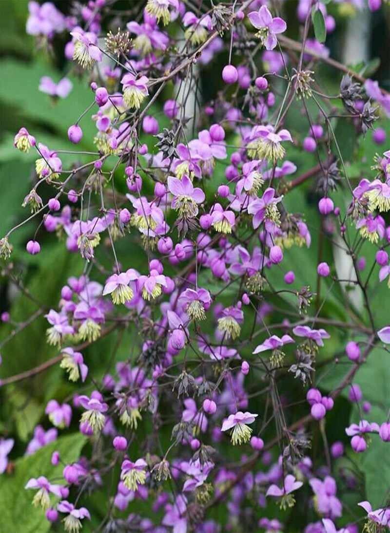 GGOOT 50Pcs Thalictrum Rochebrunianum Seeds Prolific Non-GMO Fresh Flower Seeds Perennial Ornamental Outdoor Garden Plants Seeds Seed - Image 1