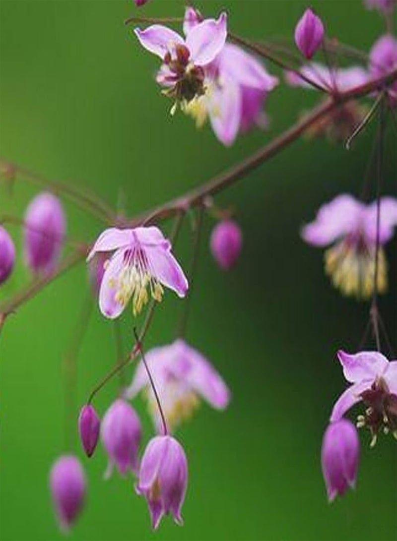 GGOOT 50Pcs Thalictrum Rochebrunianum Seeds Prolific Non-GMO Fresh Flower Seeds Perennial Ornamental Outdoor Garden Plants Seeds Seed - Image 5