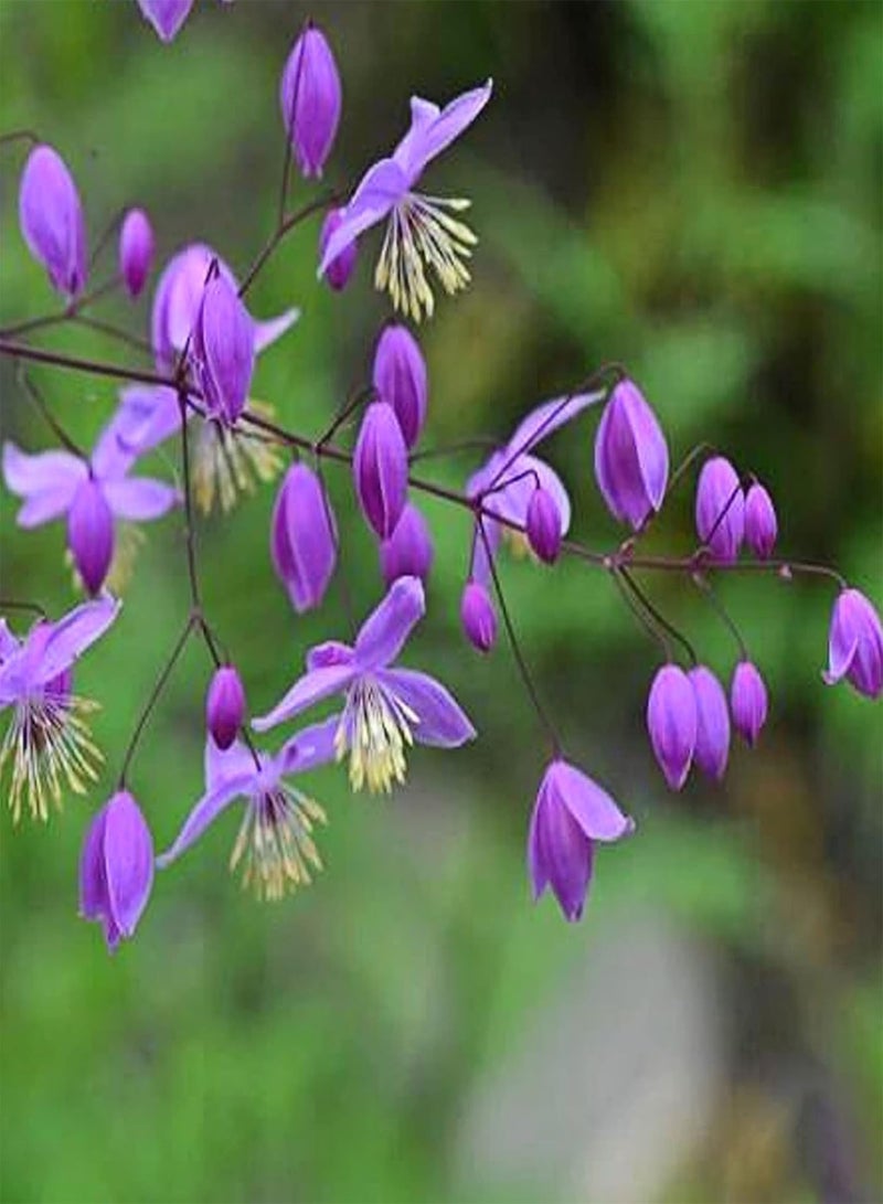 GGOOT 50Pcs Thalictrum Rochebrunianum Seeds Prolific Non-GMO Fresh Flower Seeds Perennial Ornamental Outdoor Garden Plants Seeds Seed - Image 2