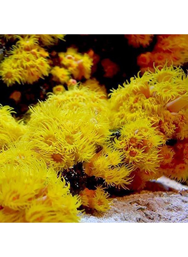 سي تشيم سيشيم ريف أدفانتج ماغنيسيوم 600 جرام - Image 3