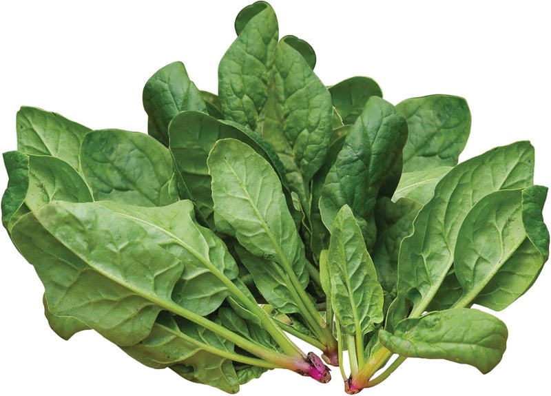 Burpee Space Hybrid Spinach Seeds 300 seeds - Image 1