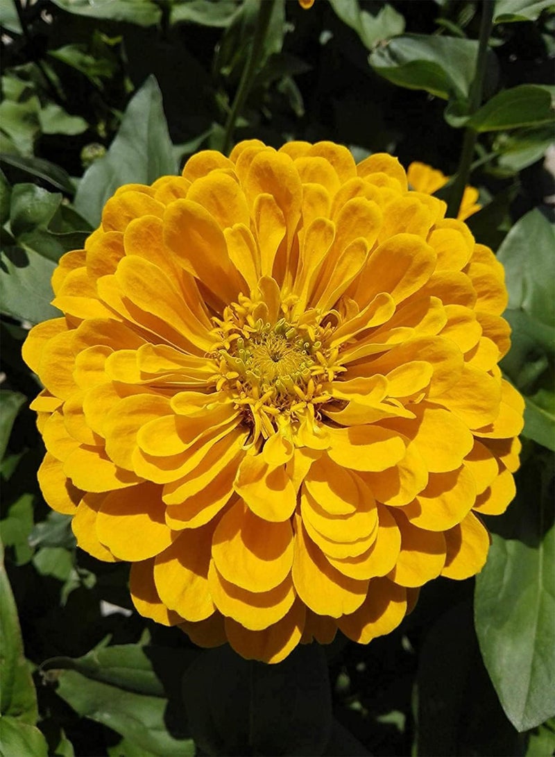 GGOOT 200pcs Mixed Gorgeous Unique Zinnia Seeds Beautiful Flowers Illuminate Your Garden Suitable Novice Gardeners to Cultivate Interest in Planting - Image 4