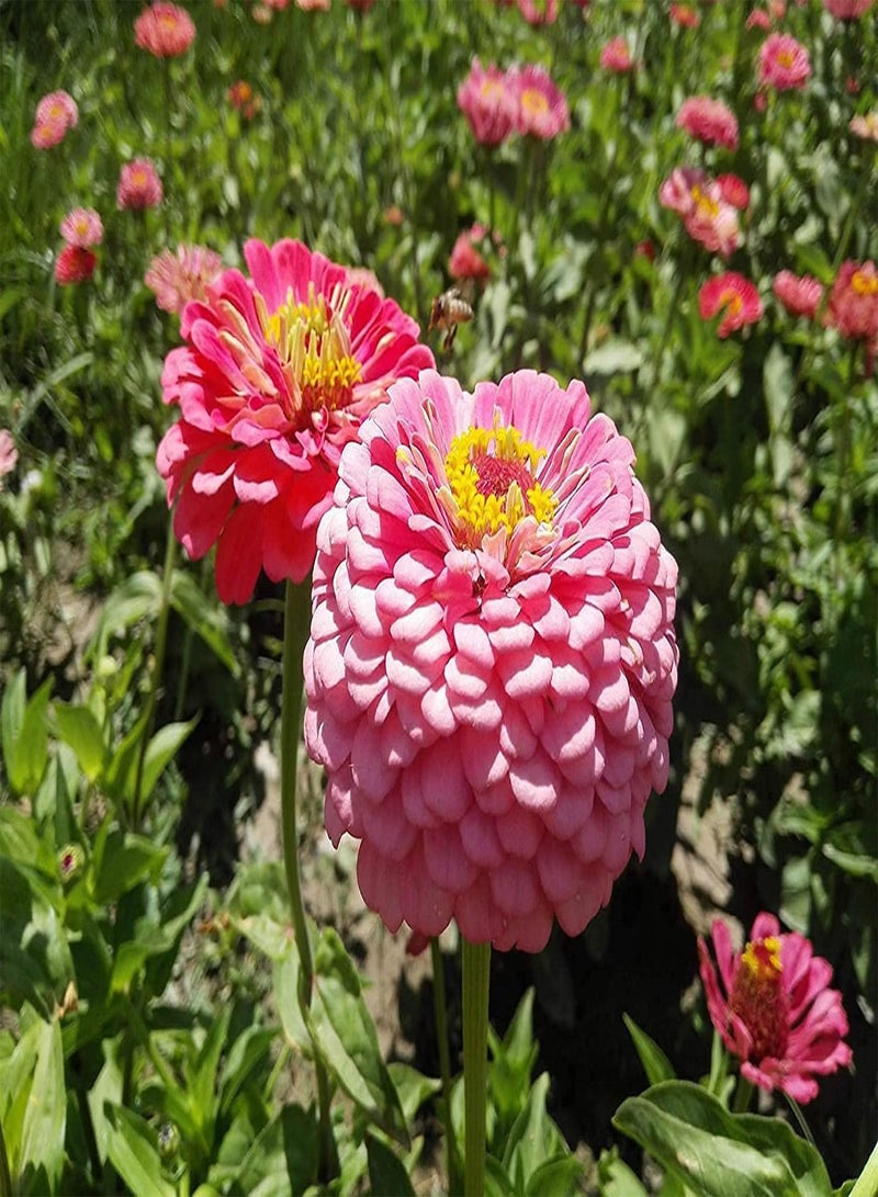 GGOOT 200pcs Mixed Gorgeous Unique Zinnia Seeds Beautiful Flowers Illuminate Your Garden Suitable Novice Gardeners to Cultivate Interest in Planting - Image 3