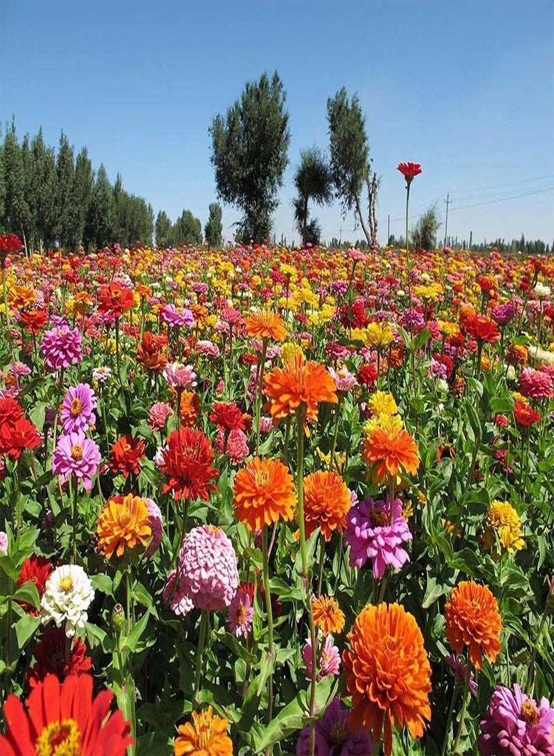 GGOOT 200pcs Mixed Gorgeous Unique Zinnia Seeds Beautiful Flowers Illuminate Your Garden Suitable Novice Gardeners to Cultivate Interest in Planting - Image 2