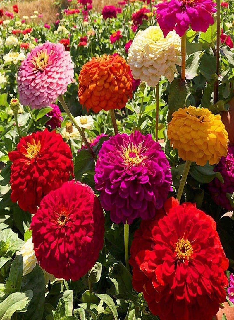 GGOOT 200pcs Mixed Gorgeous Unique Zinnia Seeds Beautiful Flowers Illuminate Your Garden Suitable Novice Gardeners to Cultivate Interest in Planting - Image 1