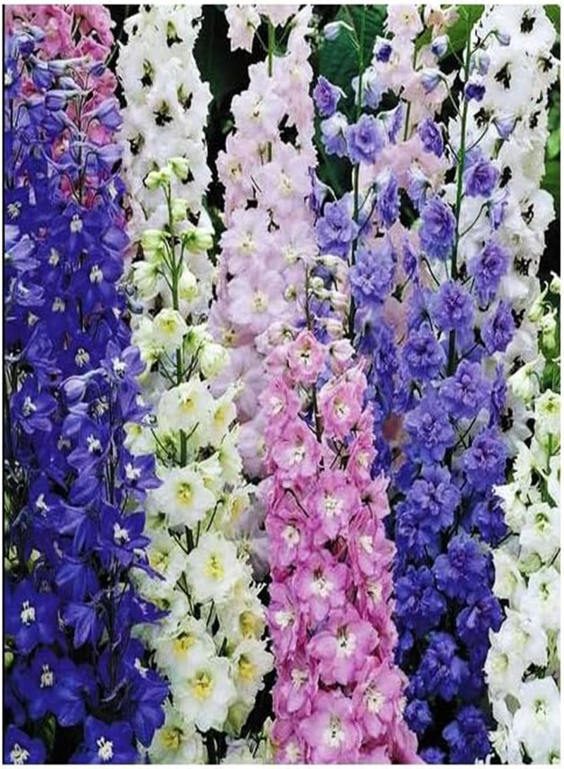 GGOOT Larkspur Imperial Mix Seeds - Wild Delphinium Mixed Colors - 4' Tall and Used Widely by Floral Designers - Image 2