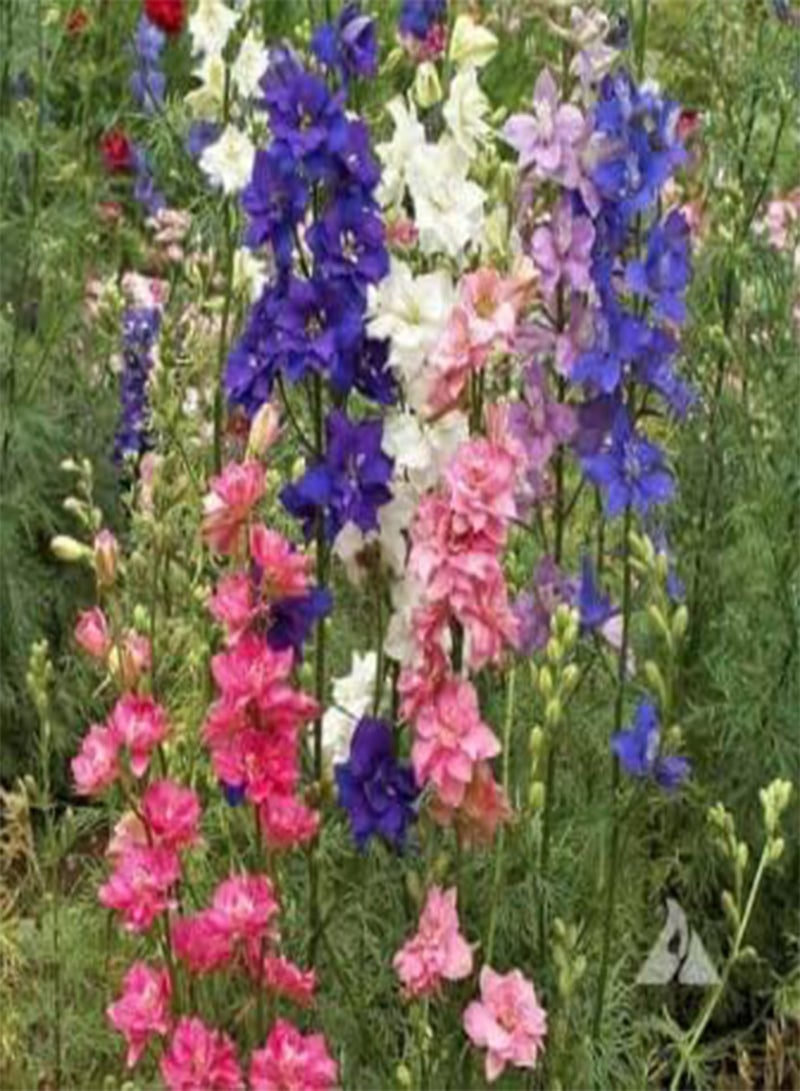 GGOOT Larkspur Imperial Mix Seeds - Wild Delphinium Mixed Colors - 4' Tall and Used Widely by Floral Designers - Image 1